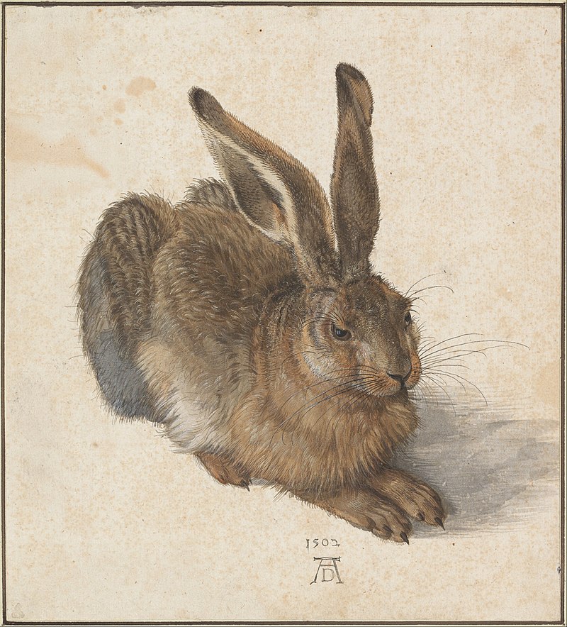 Genç Tavşan (Almanca:Feldhase), Alman sanatçı Albrecht Dürer'in 1502 tarihli suluboya tablosudur.